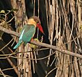 Stork-billed Kingfisher (Halcyon capensis) eyeing a prey in Kolkata W IMG 3555