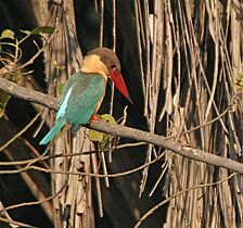 Stork-billed Kingfisher (Halcyon capensis) eyeing a prey in Kolkata W IMG 3555