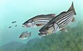 Striped bass FWS 1