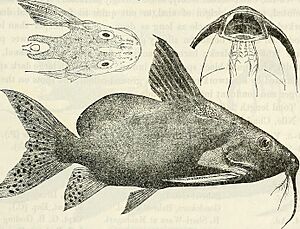 Synodontis membranacea.jpg