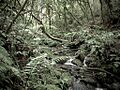 Te Pureora forest 2