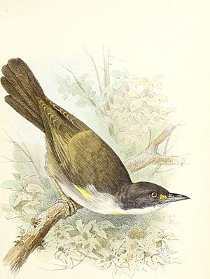 The Birds of Haiti and San Domingo (1885) (20384595265).jpg