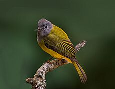 The Grey Headed Canary Flycatcher