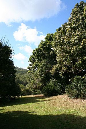 The H2 Hinde Tree (Macadamia integrifolia) on Colliston (2008).jpg