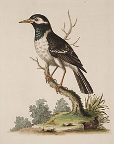 The black and white Indian starling