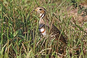 Three-banded courser (Rhinoptilus cinctus seeboehmi)