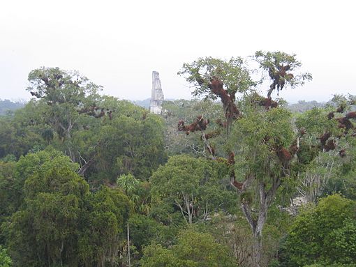 Tikal2