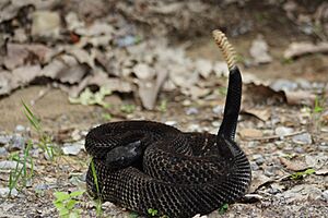 Timber Rattlesnake (dark coloration)
