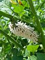 Tobacco Hornworm with cocoons