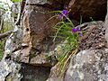 Tradescantia virginiana plant