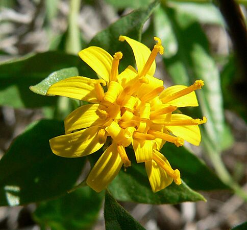 Trixis californica flower 2