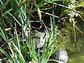 Turtles in the Will Rogers Memorial Park in Beverly Hills, California