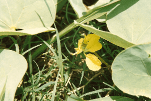 Tylosema esculenta flower