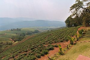 Tea and more plantation in Tzaneen (Tsaneng)