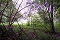 View-from-location-of-bridge-over-old-lake-Worcester-Park-House