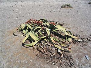 Welwitschia at Ugab River basin.jpg
