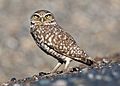 Western burrowing owl, Glenn County-0550