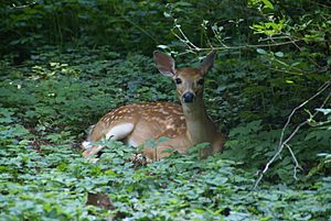 White-tailed deer fawn in Berwyn PA