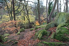 Woodland on Corstorphine Hill - geograph.org.uk - 1592849