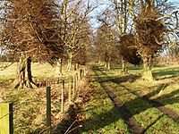 Woodland track near Colinsburgh - geograph.org.uk - 93849