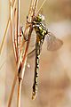 Yellow-striped hunter dragonfly05