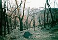 2003 Bushfires aftermath near Anglers Rest