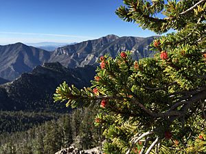 2015-07-13 07 46 24 Great Basin Bristlecone Pine leaves and pollen cones along the North Loop Trail about 5.6 miles west of the trailhead in the Mount Charleston Wilderness, Nevada