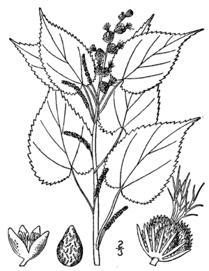 Acalypha ostryifolia drawing.png