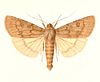 Midway noctuid moth