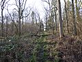 Alder Wood 4