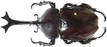 Allomyrina dichotoma Taiwan