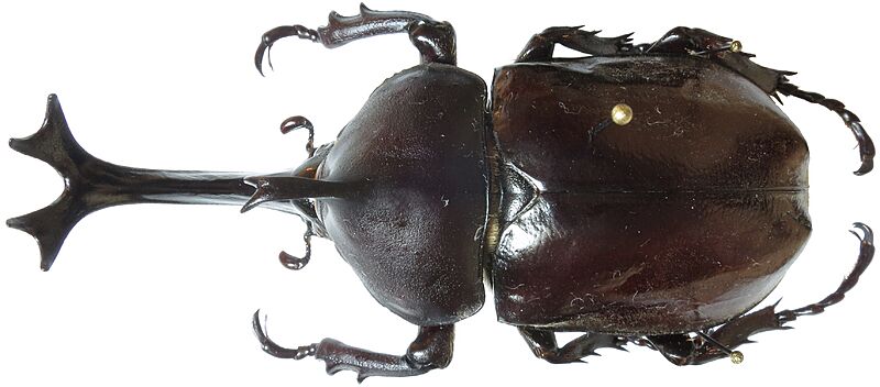Allomyrina dichotoma Taiwan
