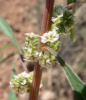 Amaranthus fimbriatus 4.jpg