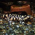 Ambystoma mavortium 2006