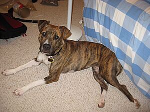 American Pit Bull Terrier