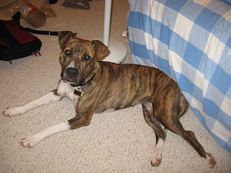 American Pit Bull Terrier