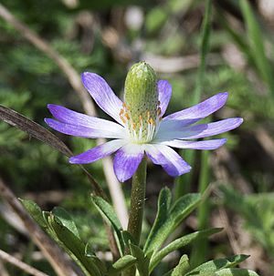 Anemone berlandieri imported from iNaturalist photo 6557125 on 9 January 2020.jpg