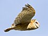 Barn Owl Tyto alba Carrizo 2