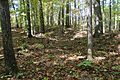 Battle of Pickett's Mill trench, October 2016
