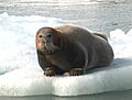 Beardedseal2