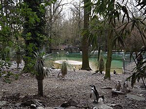 Beauval manchots bassin