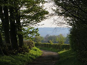 Beech Avenue at end of Sarsgrove Wood - May 2012 - panoramio