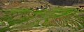 Bhutan agriculture