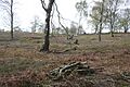 Bickerton Hill tree-felling2
