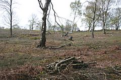 Bickerton Hill tree-felling2