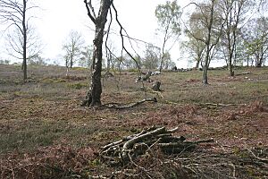 Bickerton Hill tree-felling2