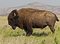 Bison bison Wichita Mountain Oklahoma