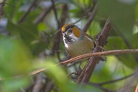 Black-throated Parrotbill Neora Valley National Park West Bengal India 15.04.2016