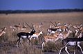 Blackbucks (Antilope cervicapra) (19726308174)