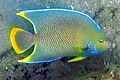 Blue Angelfish JG